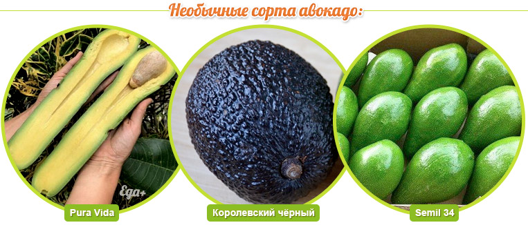 Сорта авокадо: Pura Vida, Королевский чёрный, Semil 34