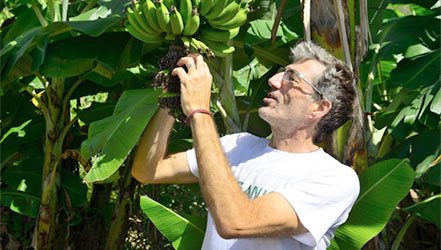 Мужчина изучает банан на дереве