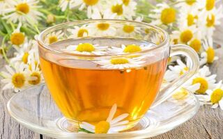 Ромашковый чай – польза и вред для женщин