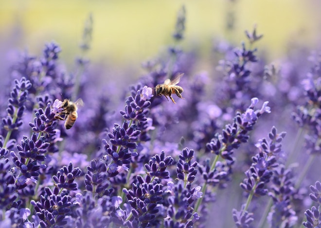 Пчелы опыляют цветы