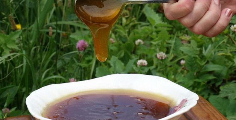 мед дягилевый полезные свойства цена