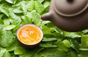 зеленый чай польза и вред для организма