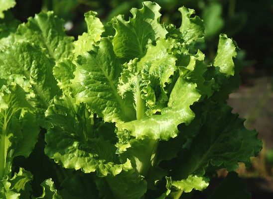 салат латук полезные свойства и противопоказания